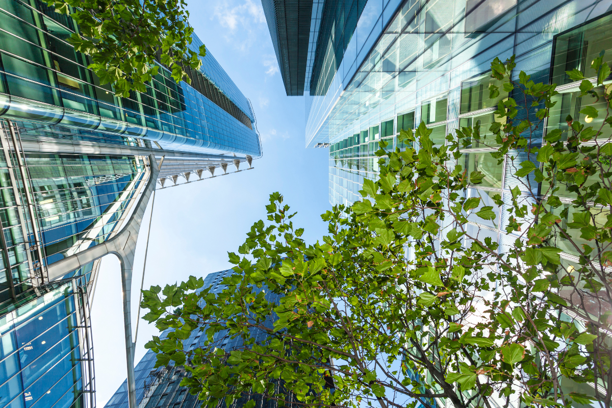 Tree Risk Management Support Commercial & Flats (4)